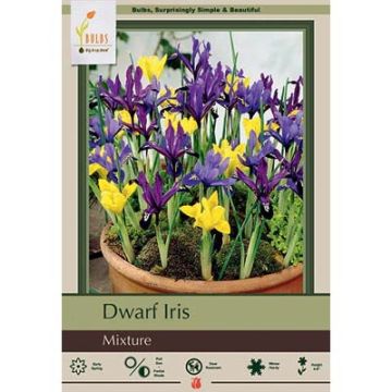 Iris, Dwarf Iris Mixture