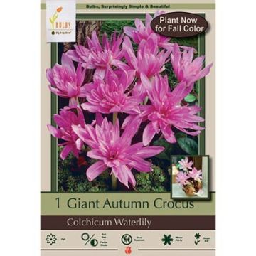 Colchicum, Giant Autumn Crocus 'Waterlily'