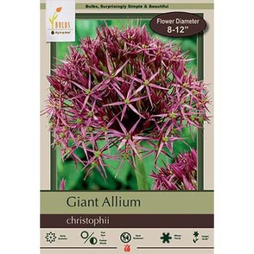 Allium, Giant Allium 'Christophii'