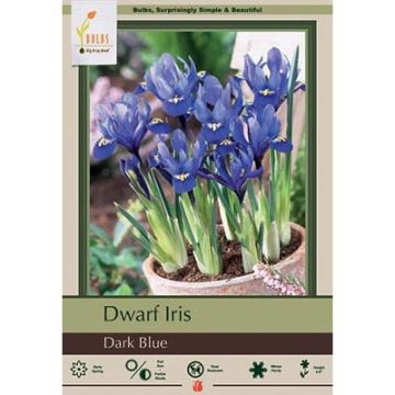 Iris, Dwarf Iris 'Dark Blue'