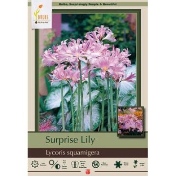 Lycoris, Surprise Lily