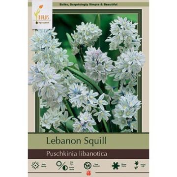 Puschkinia, Lebanon Squill