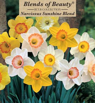 Narcissus Assortment, Large Cupped Sunshine Mixture