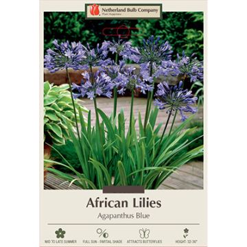 Agapanthus, African Lily 'Blue'