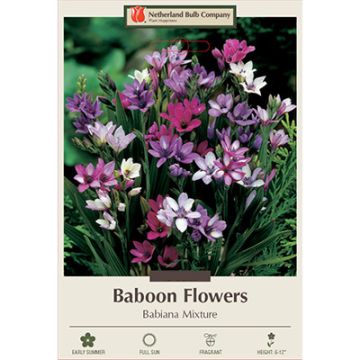 Babiana, Baboon Flowers 'Babiana Mixture'