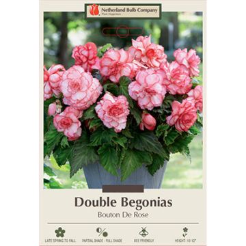 Begonia, Double 'Bouton De Rose'