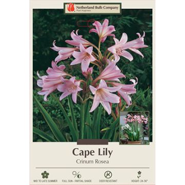 Crinum, Cape Lily 'Rosea'