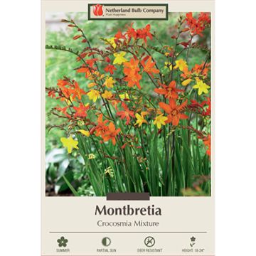 Crocosmia, Montbretia Mix