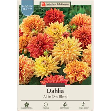 Dahlia 'All in One Blend'