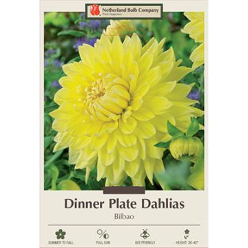 Dahlia, Dinner Plate 'Bilbao'