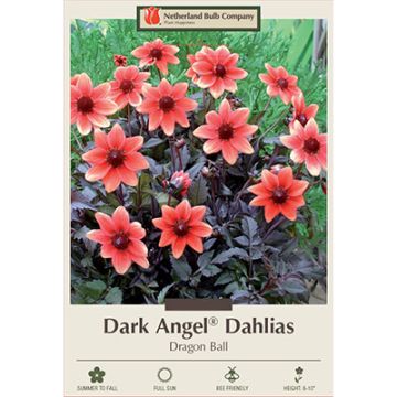 Dahlia, Dark Angel® 'Dragon Ball'