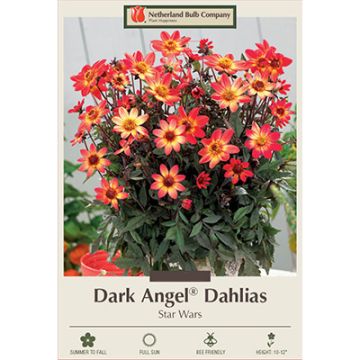 Dahlia, Dark Angel® 'Star Wars'