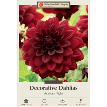 Dahlia, Decorative 'Arabian Night'