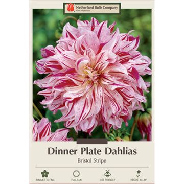 Dahlia, Dinner Plate 'Bristol Stripe'