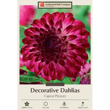 Dahlia, Decorative 'Caproz Pizzazz'