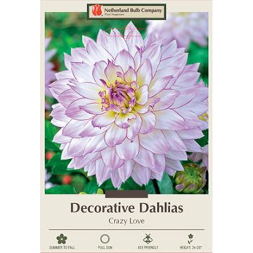 Dahlia, Decorative 'Crazy Love'