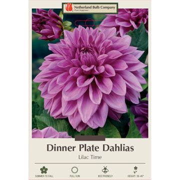 Dahlia, Dinner Plate 'Lilac Time'