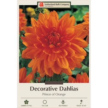 Dahlia, Decorative 'Prince of Orange'