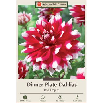 Dahlia, Dinner Plate 'Red Empire'