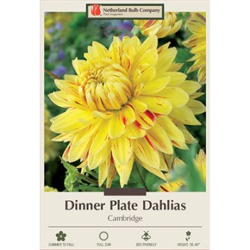 Dahlia, Dinner Plate 'Cambridge'