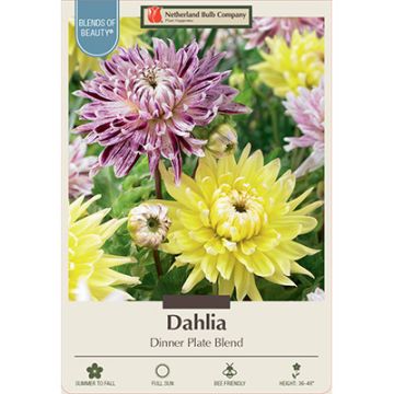 Dahlia 'Dinner Plate Blend'