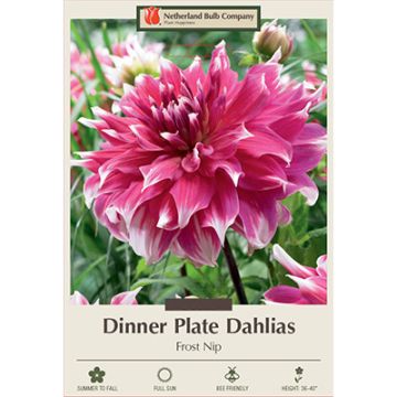 Dahlia, Dinner Plate 'Frost Nip'