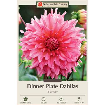 Dahlia, Dinner Plate 'Islander'