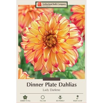 Dahlia, Dinner Plate 'Lady Darlene'