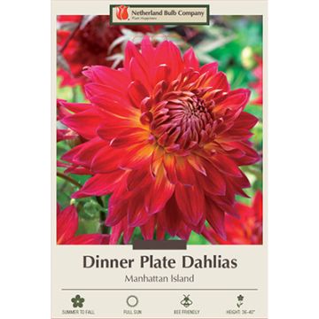 Dahlia, Dinner Plate 'Manhattan Island'