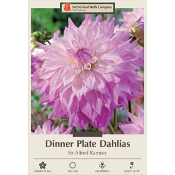 Dahlia, Dinner Plate 'Sir Alfred Ramsey'