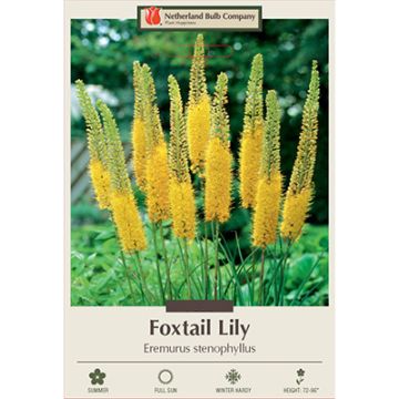 Eremurus, Foxtail Lily