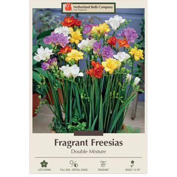 Freesia, Double Flowering Mix