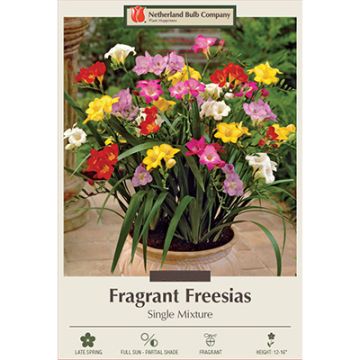 Freesia, Single Flowering Mix