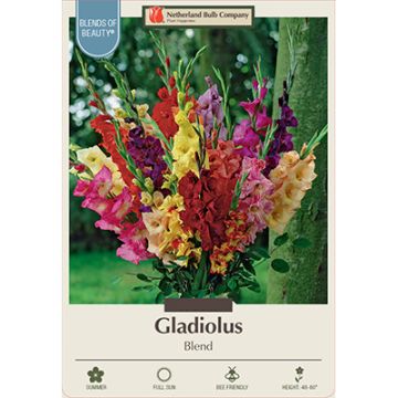 Gladiolus 'Large Flowering Blend'