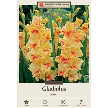 Gladiolus, Large Flowering 'Jester'