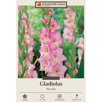 Gladiolus, Large Flowering 'Priscilla' 