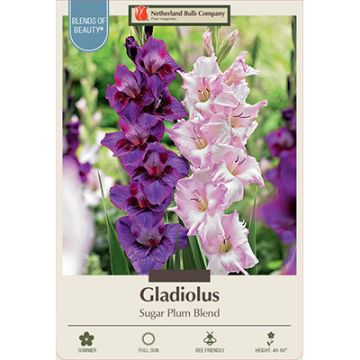 Gladiolus 'Sugar Plum Mixture'