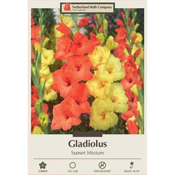 Gladiolus 'Sunset Mixture'