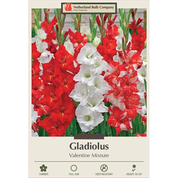 Gladiolus 'Valentine Mixture'