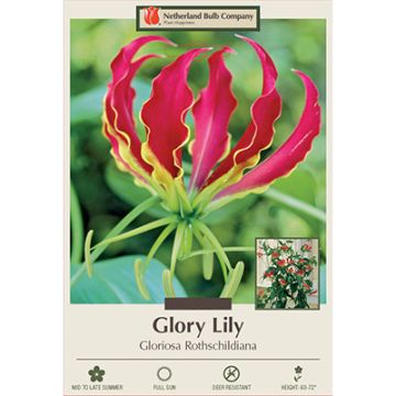 Gloriosa, Glory Lily