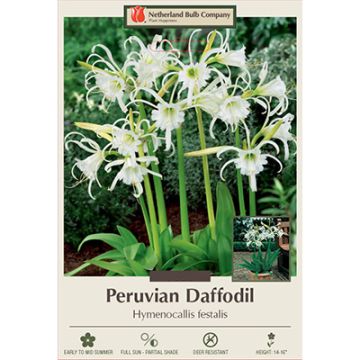 Hymenocallis, Peruvian Daffodil