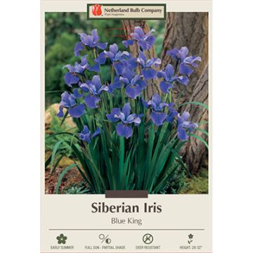 Iris, Siberian Iris 'Blue King'