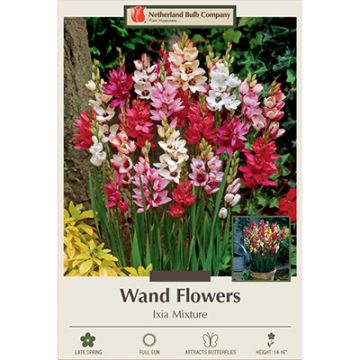 Ixia, Wand Flower