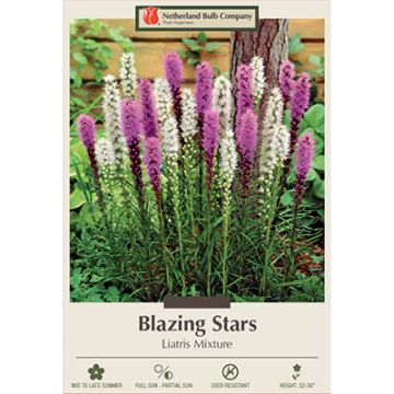 Liatris 'Blazing Stars Mixture'