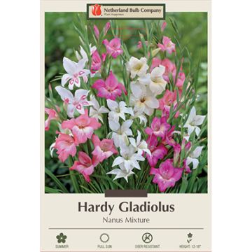 Gladiolus, Hardy Gladiolus 'Nanus Mix'