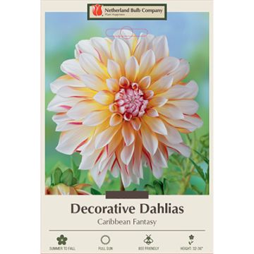 Dahlia, Decorative 'Caribbean Fantasy'