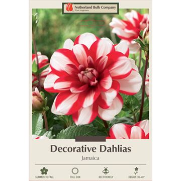 Dahlia, Decorative 'Jamaica'