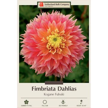 Dahlia, Fimbriata 'Kogane Fubuki'