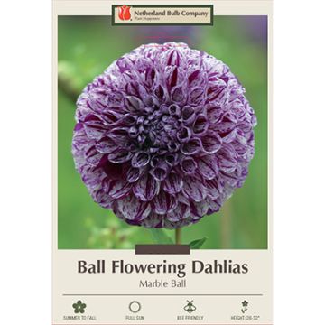 Dahlia, Ball  'Marble Ball'