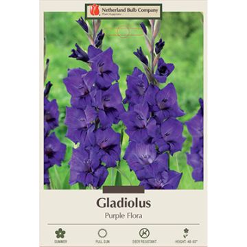 Gladiolus, Large Flowering 'Purple Flora'